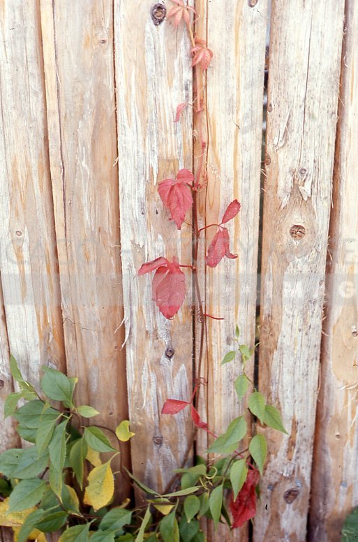 Vine on fence - Maier, Vivian
