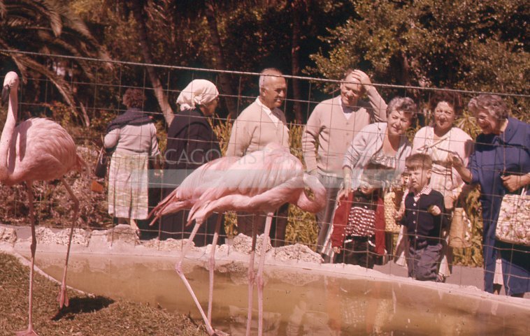 Pink flamingos - Maier, Vivian