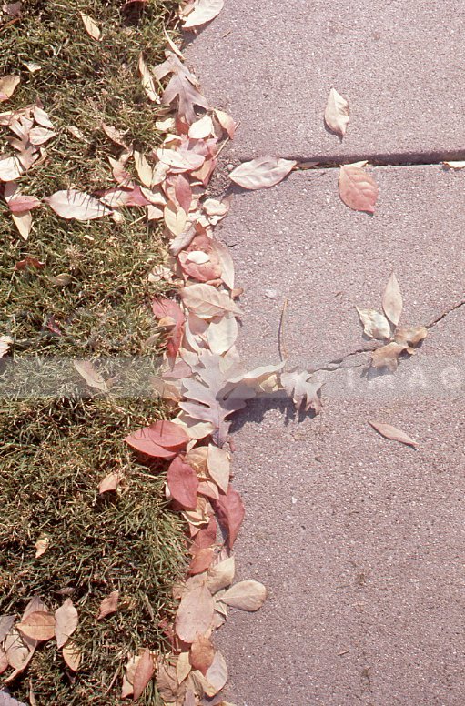 Autumn leaves on a sidewalk - Maier, Vivian