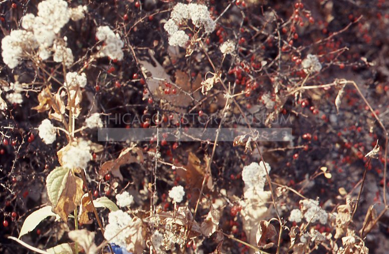 Hydrangea and shrub with berries - Maier, Vivian
