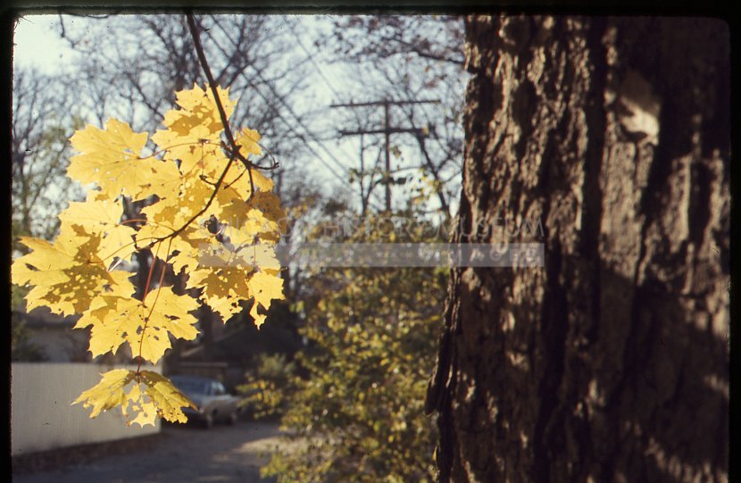 Autumn leaves - Maier, Vivian