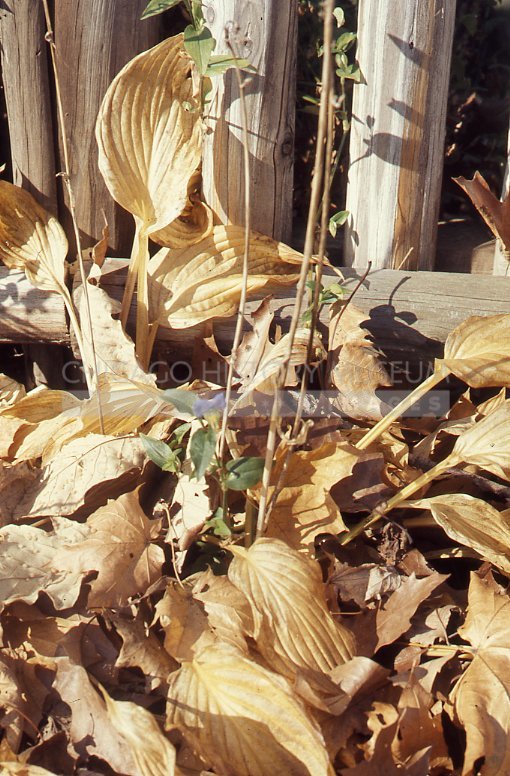 Dead hosta - Maier, Vivian