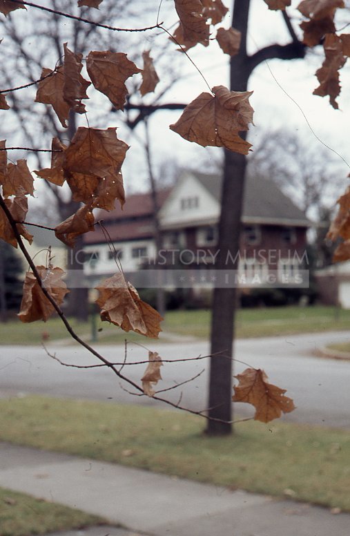 Dry leaves on tree - Maier, Vivian
