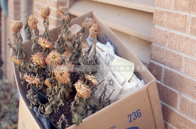 Dead chrysanthemum - Maier, Vivian