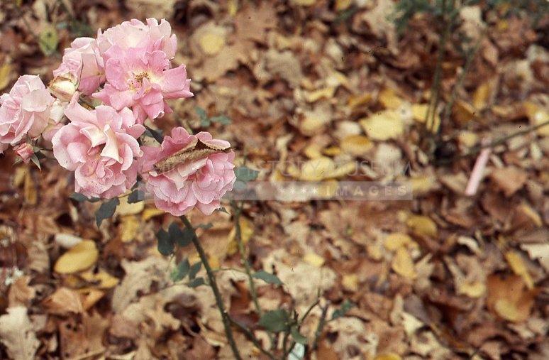 Pink roses in autumn - Maier, Vivian