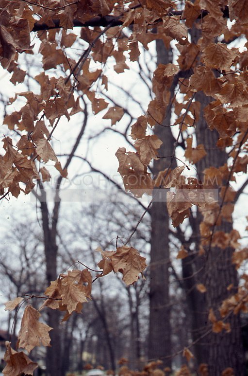 Tree with dry leaves - Maier, Vivian