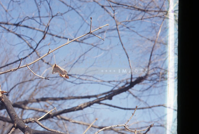 Tree branch - Maier, Vivian