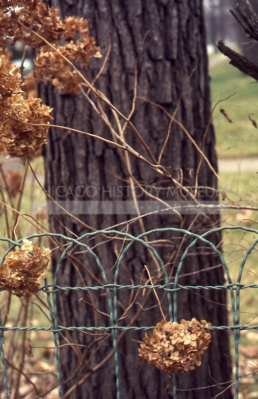 Dry hydrangea flowers - Maier, Vivian