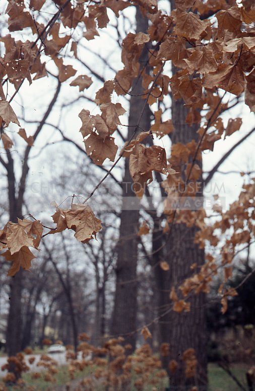 Dry leaves - Maier, Vivian