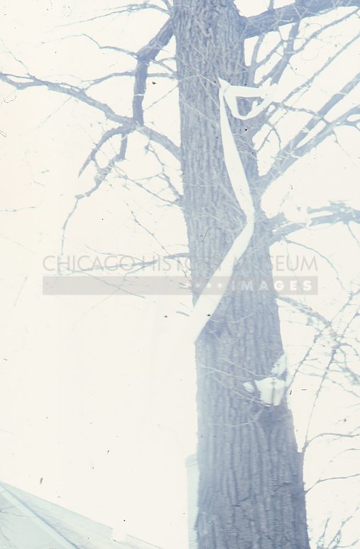 Tree in winter - Maier, Vivian