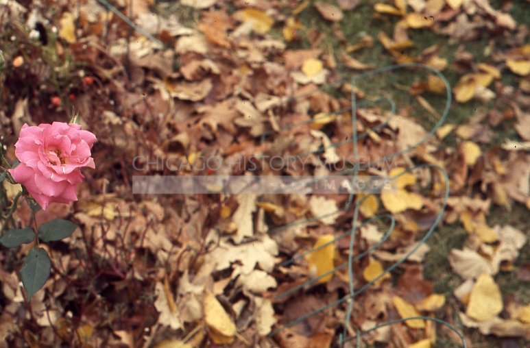 Pink rose in autumn - Maier, Vivian