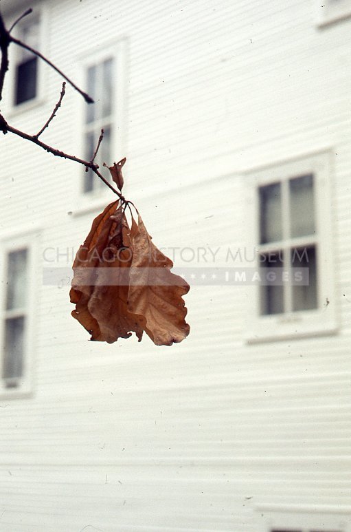 Dry oak leaves - Maier, Vivian