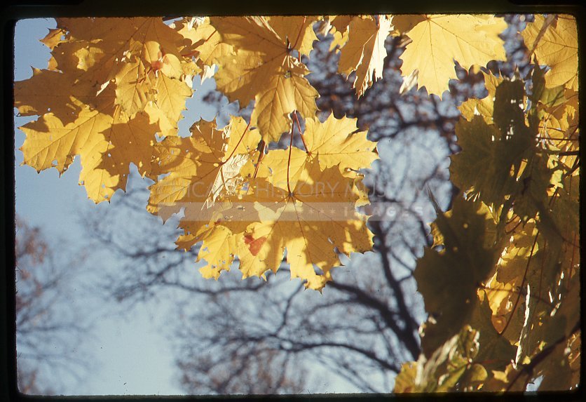 Autumn leaves - Maier, Vivian