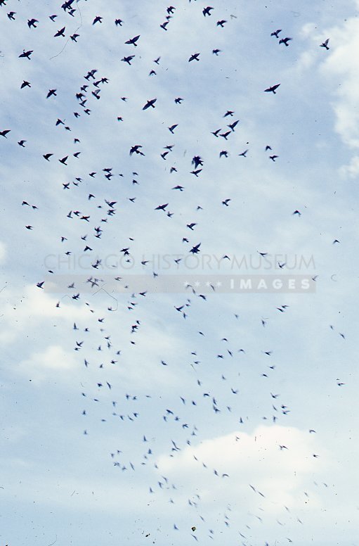 Bird in flight - Maier, Vivian