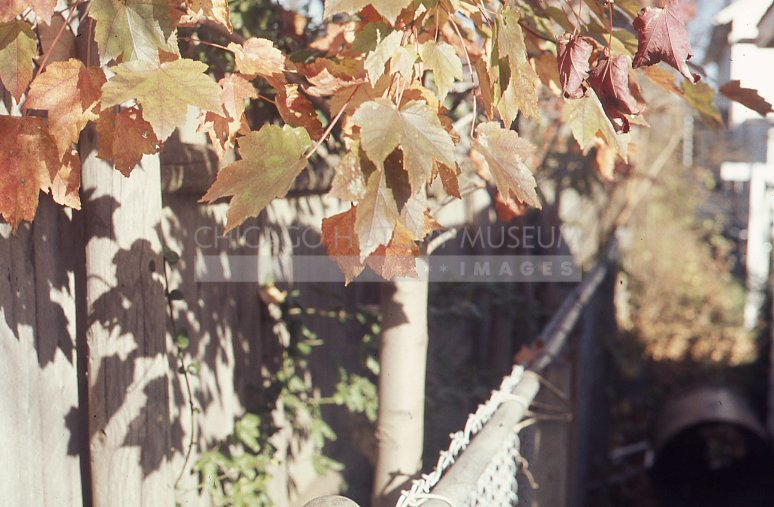 Shadow play with autumn leaves - Maier, Vivian