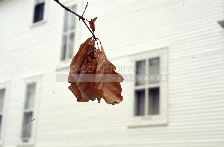 Dry oak leaves - Maier, Vivian