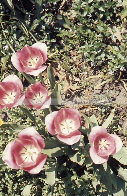 Blooming pink tulips - Maier, Vivian