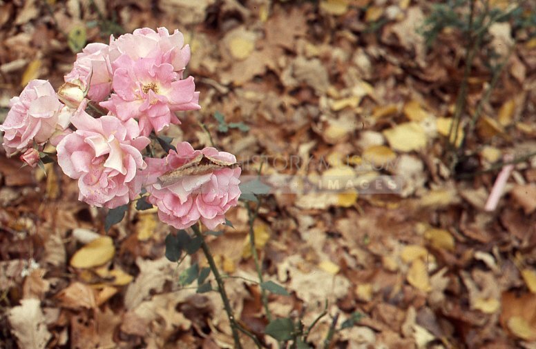 Pink roses in autumn - Maier, Vivian