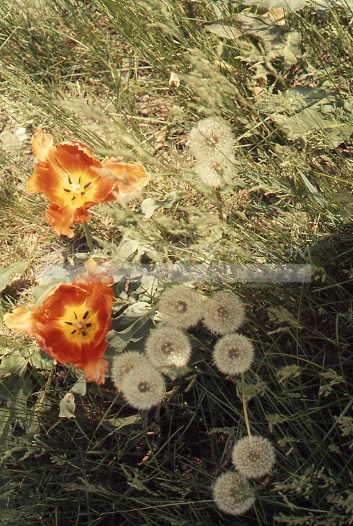 Tulips and dandelions - Maier, Vivian