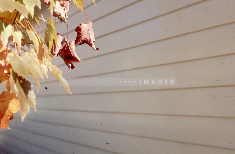 Autumn leaves - Maier, Vivian