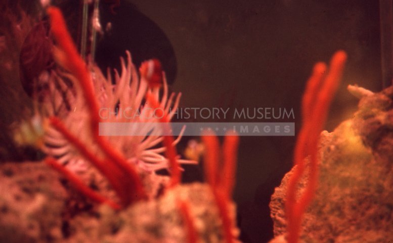 Pink coral - Maier, Vivian
