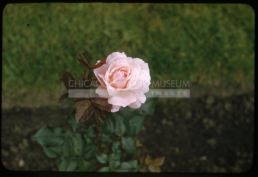 Pink rose - Maier, Vivian