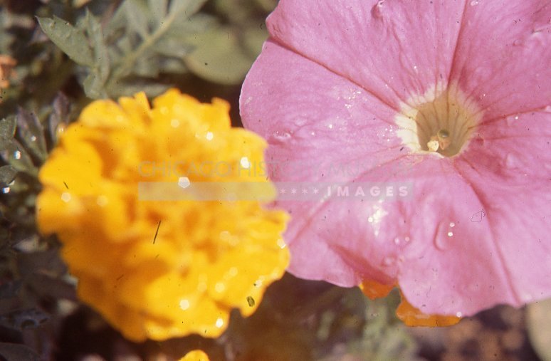Marigold and petunia - Maier, Vivian