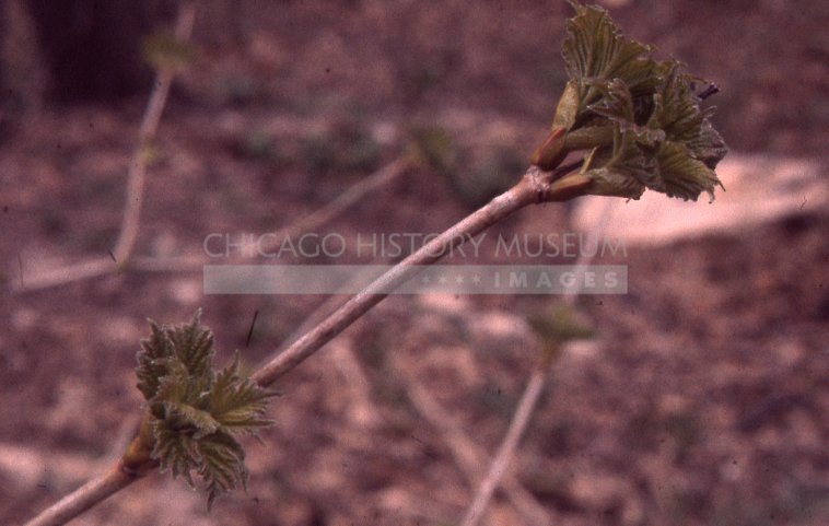 Shrub branch in spring - Maier, Vivian