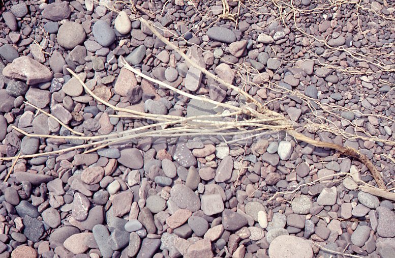 Twigs on rocks - Maier, Vivian