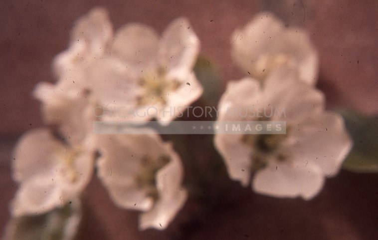 Christmas roses - Maier, Vivian