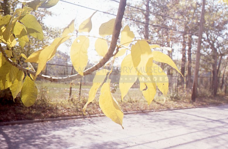 Yellow autumn foliage - Maier, Vivian