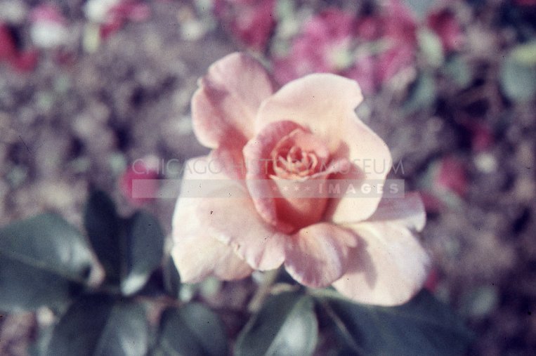 Pink rose - Maier, Vivian