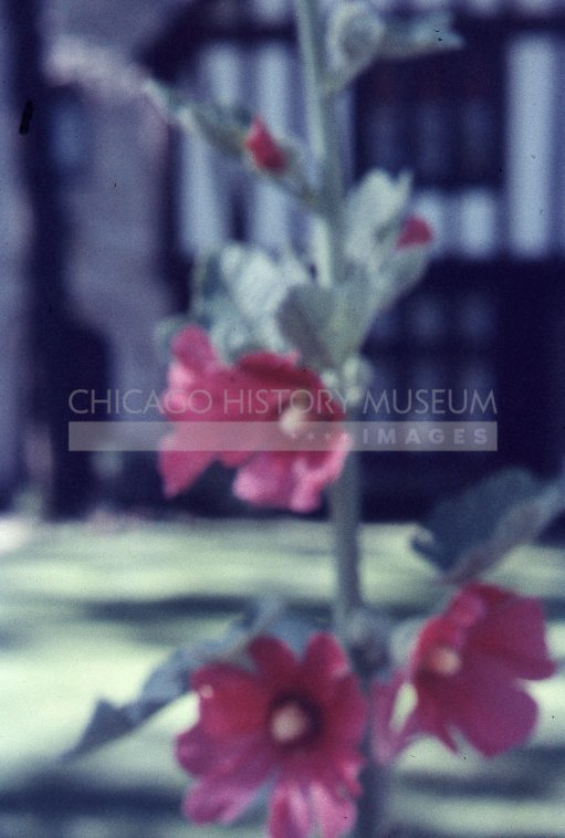 Rose of sharon - Maier, Vivian