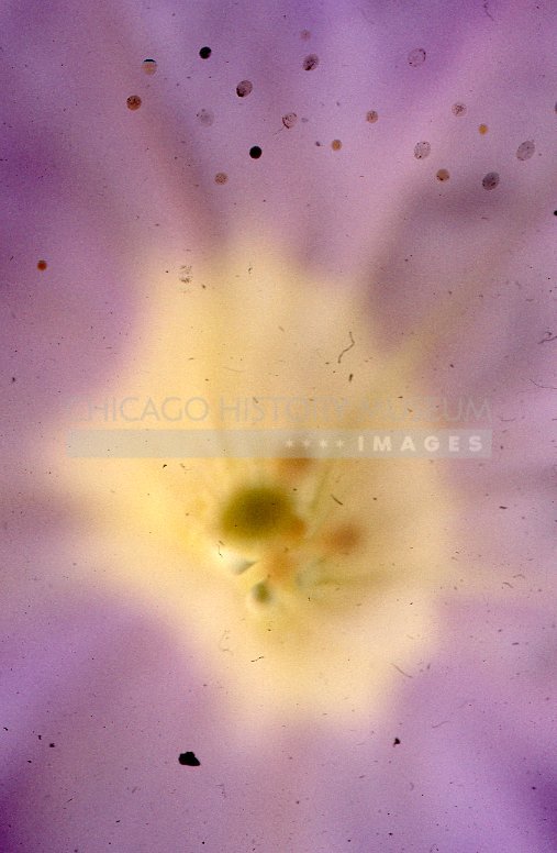 Flower - Maier, Vivian