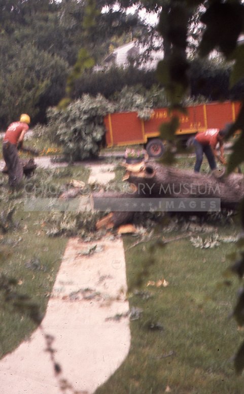 Workmen cutting down a tree - Maier, Vivian