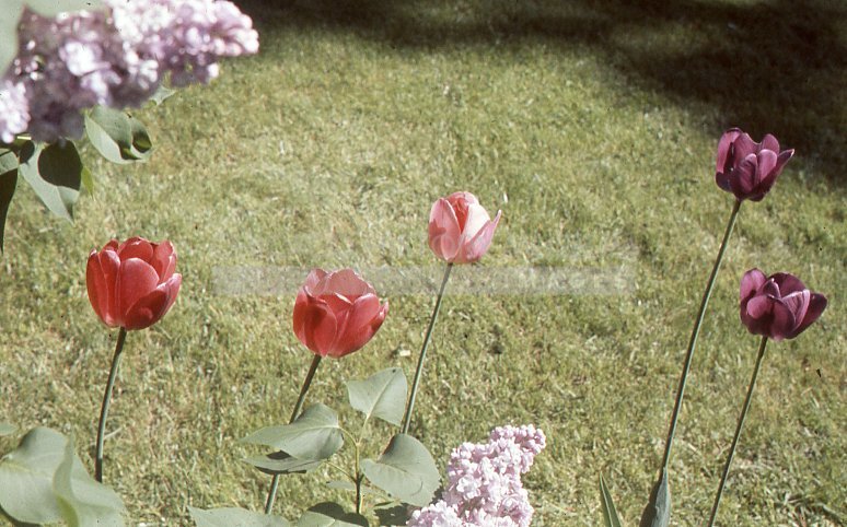 Tulips and lilacs - Maier, Vivian