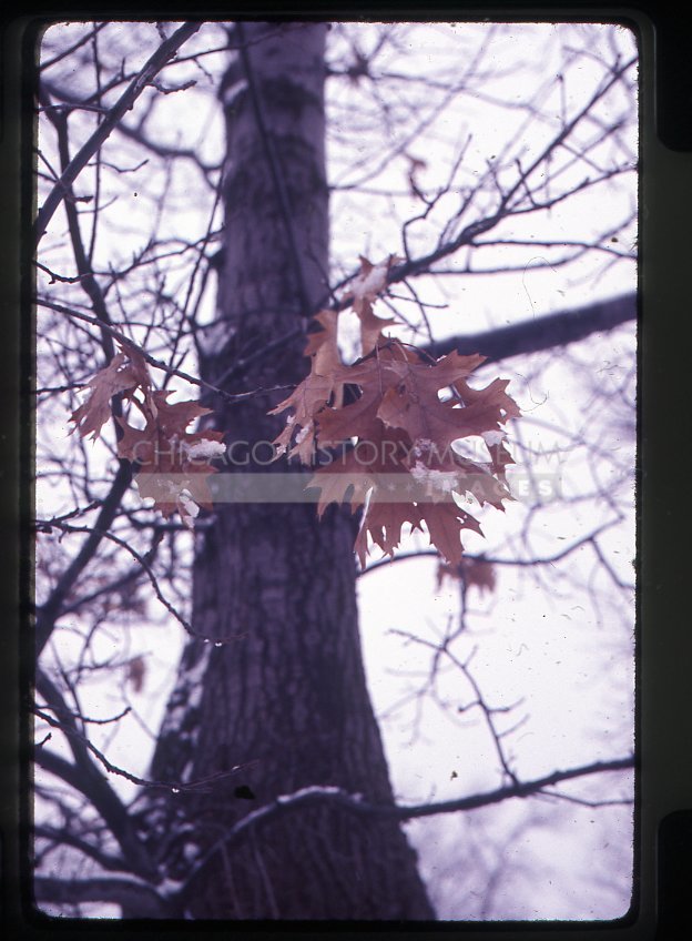 Oak tree in winter - Maier, Vivian