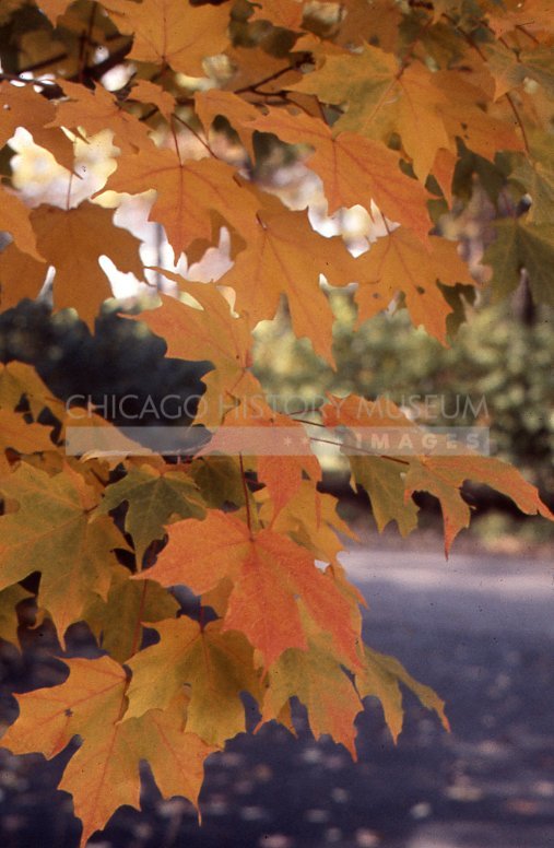 Autumn foliage - Maier, Vivian