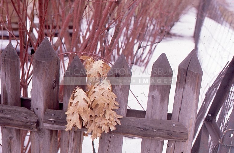 Brown oak leaves - Maier, Vivian