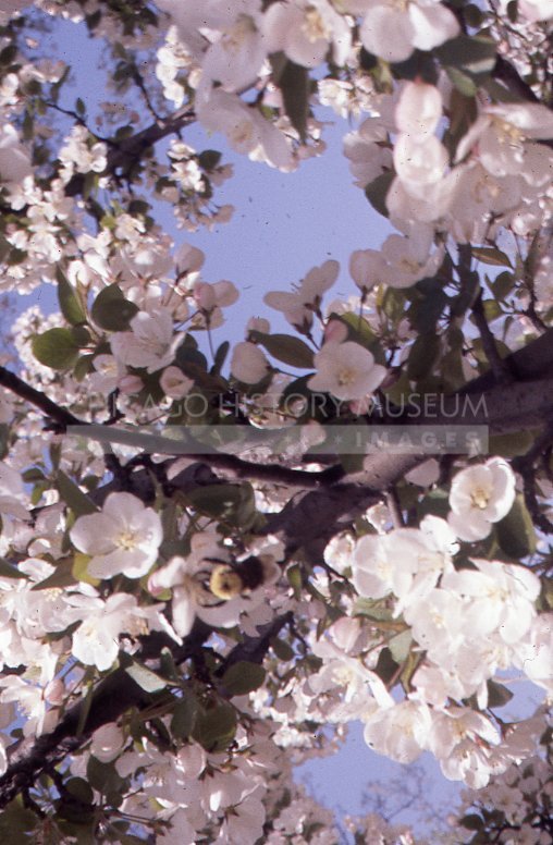 Flowering white tree with bumble bee - Maier, Vivian