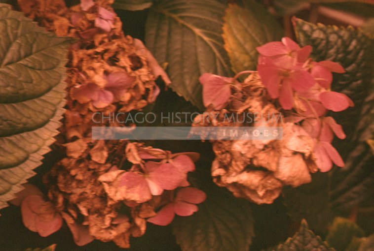 Hydrangeas past their peak - Maier, Vivian
