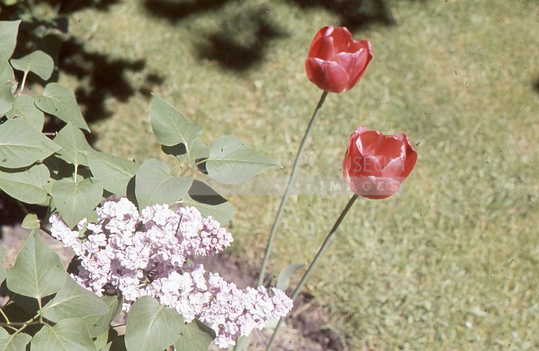 Tulips and lilacs - Maier, Vivian