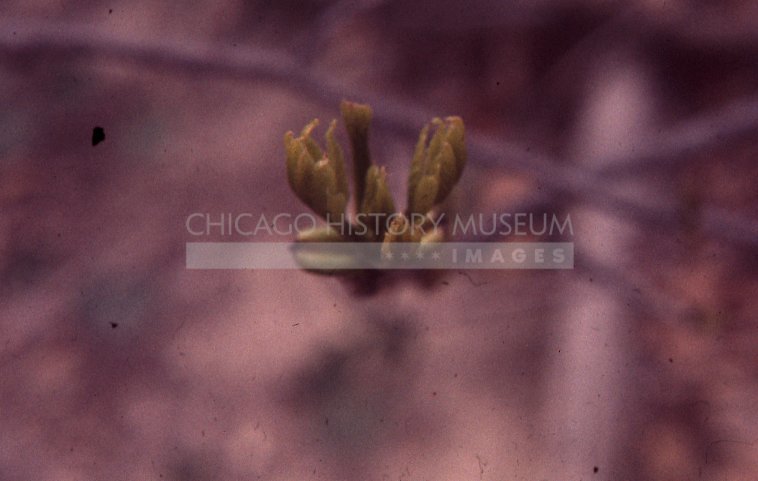 A springtime bud - Maier, Vivian