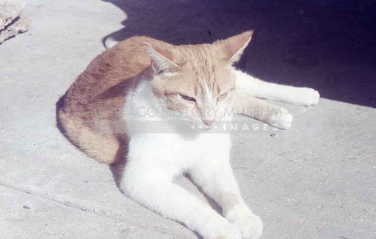 Lying cat - Maier, Vivian
