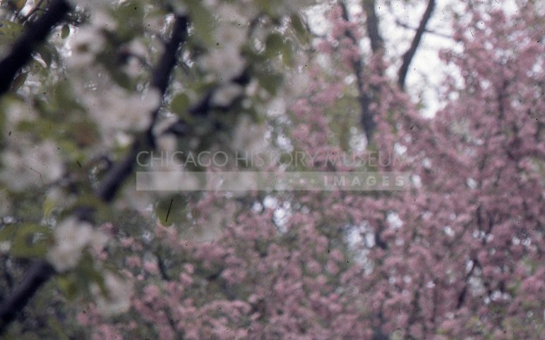 Pink flowering shrub - Maier, Vivian