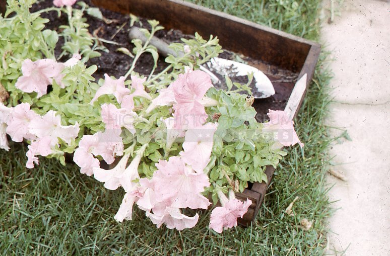 Pink petunias - Maier, Vivian