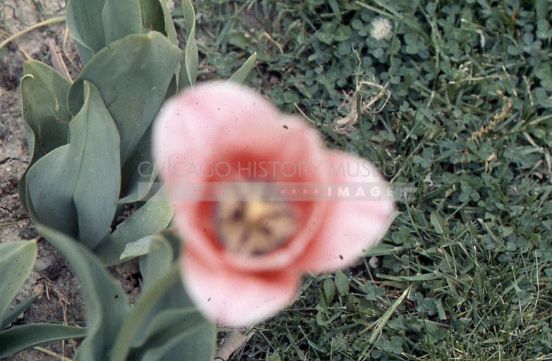 Tulip - Maier, Vivian