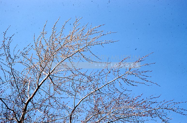 Tree branches - Maier, Vivian
