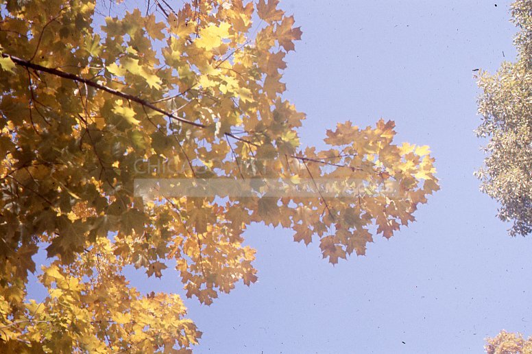 Autumn foliage - Maier, Vivian