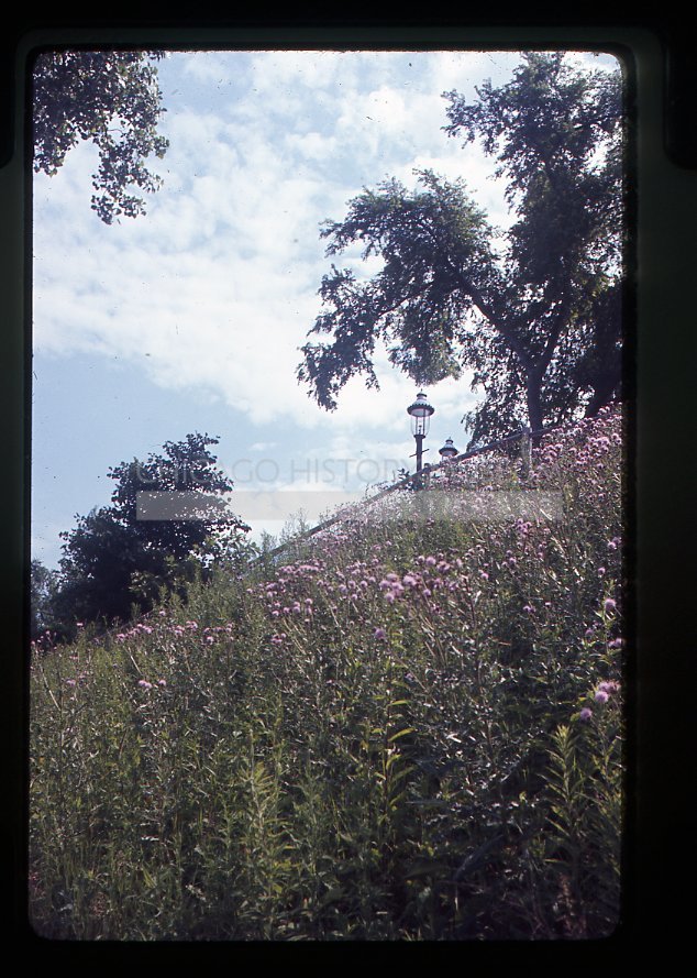 Native plants - Maier, Vivian